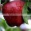 new crop fresh red huaniu apple beautiful red apples on sale