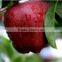 Chinese fresh red delicious sweet crispy vitamin and minerals Tianshui huaniu apple