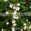 GMP Certified factory supply 100% natural and High Quality Euphrasia Officinalis Extract Powder