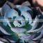 succulent plants Echeveria