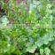 Hot new products for 2015 coriander seed price made in china 