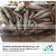 Frozen sardine fish price