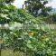 HAIRYALI F1 Hybrid Sponge Gourd Seeds