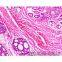 Infinity Biological Microscope ML30-U
