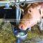 Stainless steel enamel cattle drinking water bowl for cow sheep goat horse
