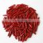 Chinese Red Chilli