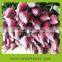 Hot sale flowering plant calla lily for living room