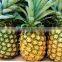 SUPPLY FRESH PINEAPPLE FROM VIET NAM WITH HIGH QUALITY for EXPORT IN NEW CROP 2016