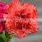 New Stype carnation Orchids Florist Lifelike Flower