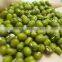 supplying GREEN MUNG BEANS (CHINA)for sale