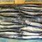 Frozen Pacific Saury Fit For Bait Only