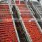 bulk tomato paste from Xinjiang 2016 new crop 28-30% CB 36-38% CB price of tomato paste in drum