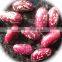 JSX Peeling black purple speckled kidney beans best quality cheap price pinto beans