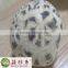 White flower shiitake, shiitake mushroom