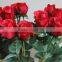 Wholesale fresh cut flower rose plants of various colors