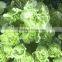 Fresh Cut Flowers Top Quality Green Carnation Fresh Carnation
