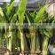 Ravenala madagascariensis-Travelers Palm-trees-plants high 2-7m