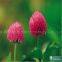 100% Natural Red Clover Extract Daidzein