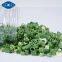 freeze dried Chive