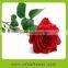 Calora rose flowers export