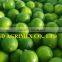 BEST QUALITY OF GREEN LEMON/LIME FROM VIETNAM