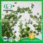 Air Dried Spring Onion