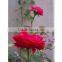 High Quality for Attar Gulab (Rose) at 100% Purity