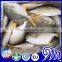 Fish Farming Frozen Whole Round Golden Pompano Pomfret