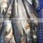 New caught W/R frozen spanish mackerel for export