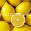 FRESH LEMON FROM SOUTH AFRICA