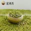 export grade green mung bean 2016 crop