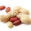 Groundnut 2015 New Crop from India