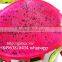 VIETNAM FRESH RED DRAGON FRUIT/ +84963818434 whatsapp