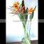 Fresh cut flower Bird- of -paradise Strelitzia reginae Aiton