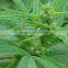 Hemp seed oil 100% Natural