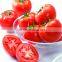 2016 trending products high seed germination red round tomato seeds to plant