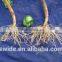 Quick Release Irrigation Fertilizer Drip Irrigation