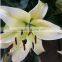 Long Stem Flowers Fresh Cut Lily Flowers Frsh Cut Fragrant Lily Flower