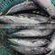 Frozen Bonito tuna whole frozen new fish