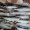 frozen whole round sardine for tuna bait