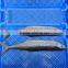 FOB QINGDAO spanish mackerel