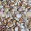Sinocharm Frozen New Crop BRC Approved 80pc/100g IQF Garlic Cube Frozen Garlic