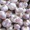 Sinocharm Frozen New Crop BRC Approved 80pc/100g IQF Garlic Cube Frozen Garlic