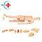 HC-S103 High quality full-featured nursing dummy/medical manikin trauma wound care for medical student