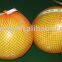 color pomelo (shaddock)