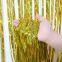 Bulk Heavy-Duty Foil Curtains - 3.2x10ft XtraLarge Backdrops, Festival Decor Curtains