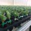 Factory for Vegetables Grafting Horticultural Plastic Grafting Clips