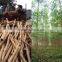 Selling High Quality Acacia Wood Logs From Vietnam