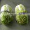 Fresh Cabbage Chinese Cabbage Chinese Beijing Cabbage Long Cabbage
