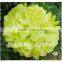 2016 Chinese new year decoration tissue paper pompom ball wall hanging paper crafts